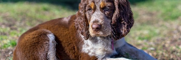 Cocker spaniel angielski, Szczeniak, Pies