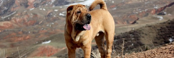 Shar Pei