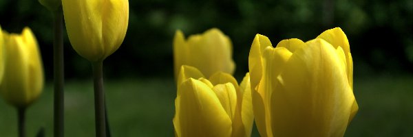 Tulipan, Kwiat, Żółty