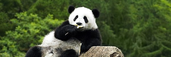 Pień, Śniadanie, Drzewa, Panda