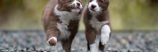 Szczeniaki, Border Collie, Słodkie, Dwa