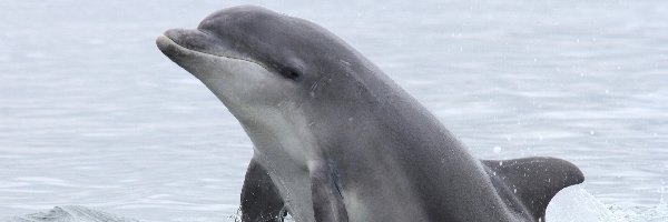 Delfinek