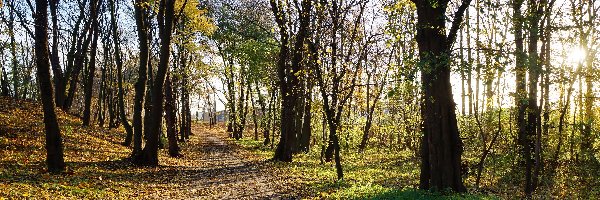 Park, Drzewa, Droga, Przebijające Światło, Jesień