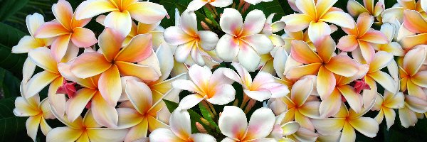 Plumeria, Kwiaty