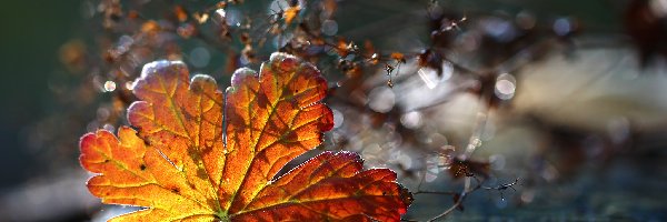 Liść, Bokeh, Suszki, Jesienny