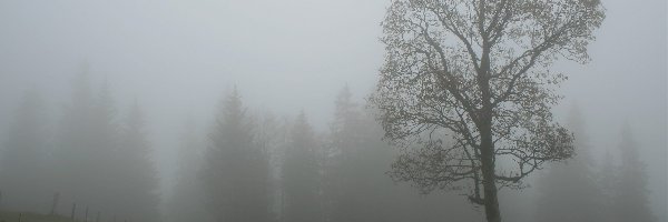 Drzewo, Mgła, Jesienna