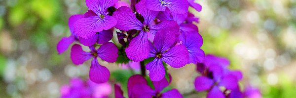 Kwiaty, Fioletowe, Lunaria