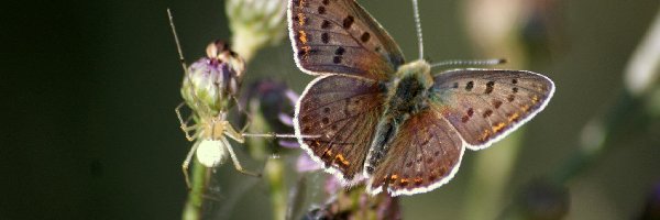 Kwiat, Pająk, Motyl