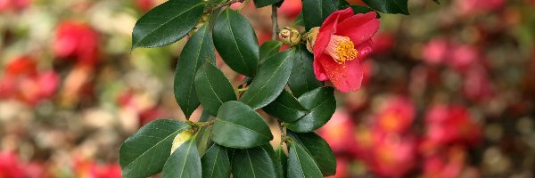 Kwiaty, Listki, Kamelia, Czerwone