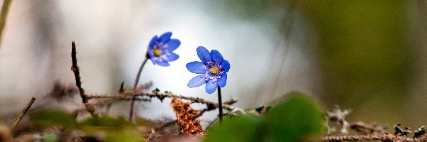Przylaszczki, Las, Wiosna