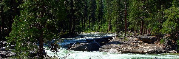 Stany Zjednoczone, Park Narodowy Yosemite, Stan Kalifornia, Rzeka, Las