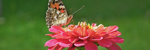 Motyl, Osetnik, Rusałka, Cynia, Kwiat