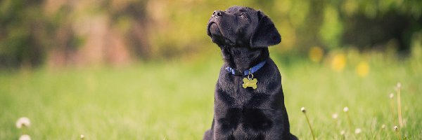 Kwiaty, Labrador retriever, Polana, Las, Szczeniaczek, Słodki