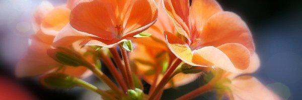 Pelargonia, Kwiaty, Pomarańczowe