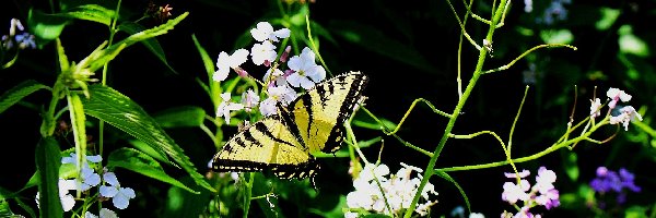 Paź, Floksy, Żeglarz, Motyl