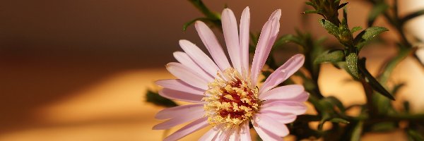 Aster