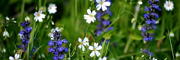 Kwiaty, Niebieskie, Białe