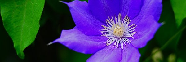 Liście, Clematis
