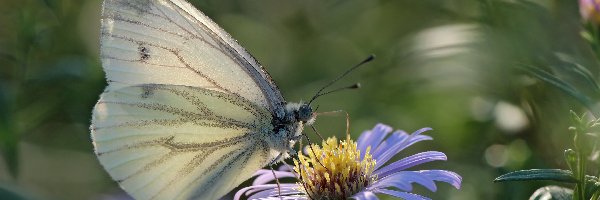 Biały, Astry, Motyl, Bielinek