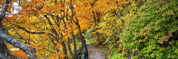 Park, Ławka, Ścieżka, Jesień