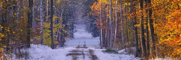 Pózna, Drzewa, Śnieg, Jesień, Droga, Las