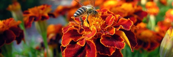 Pszczoła, Aksamitki