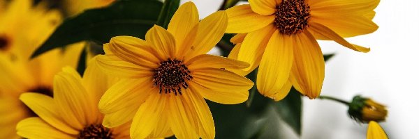 Rudbekia, Kwiaty, Żółte