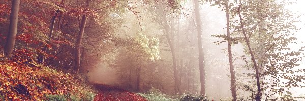 Las, Jesień, Mgła, Droga