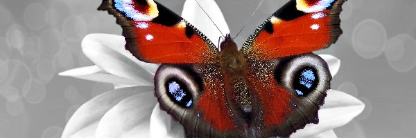Biały, Kolorowy, Kwiatek, Rusałka pawik, Motyl