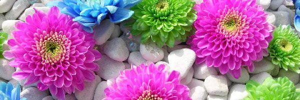 Kwiaty, Kamienie, Białe, Kolorowe