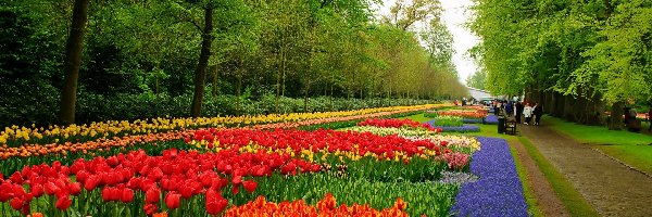 Lisse, Keukenhof, Park, Spacerowicze, Tulipany Szafirki