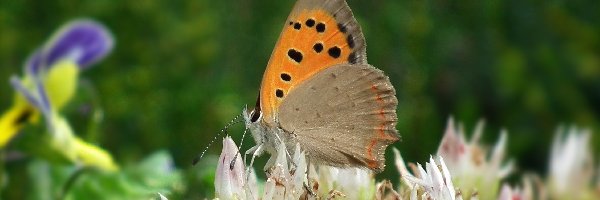 Kwiaty, Przestrojnik, Motyl