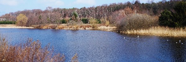 Woda, Niebo, Drzewa, Jezioro