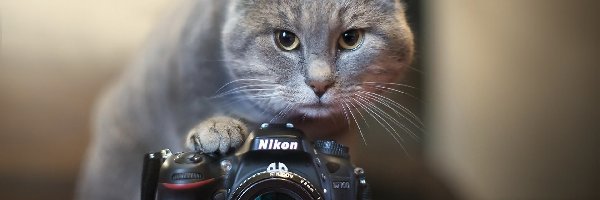 Aparat, Nikon, Fotograficzny, Kot