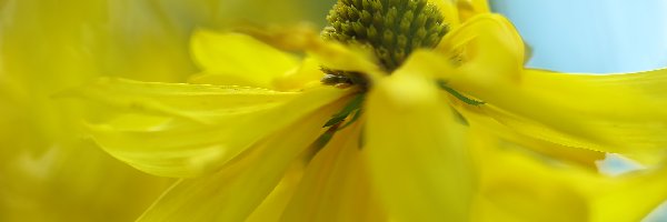 Kwiat, Żółty, Rudbekia Naga