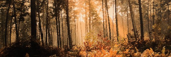Las, Jesień, Mgła, Światło, Przebijające