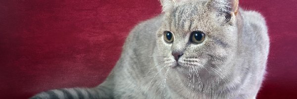Kot