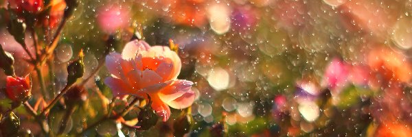 Kwiaty, Krople, Deszcz, Róże