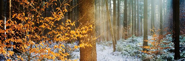Żółte, Drzewa, Śnieg, Liście, Jesień, Zima
