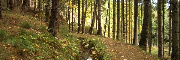 Paproć, Strumyczek, Las