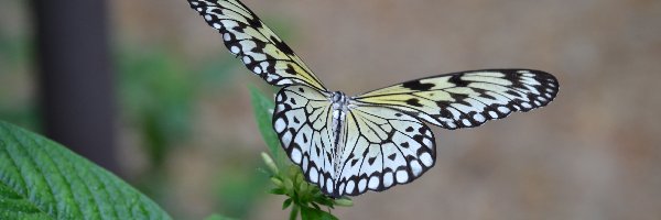 Owad, Liście, Roślina, Motyl