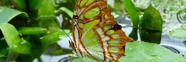 Liście, Woda, Malachitowy Motyl