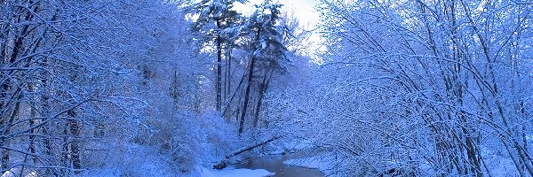 Rzeka, Drzewa, Ośnieżone, Zima