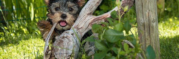 Yorkshire, Trawa, Terrier, Pies