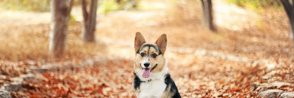 Corgi, Liście, Jesień, Pies