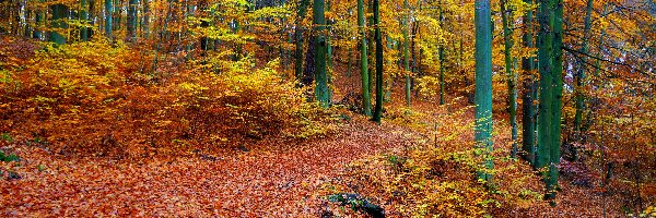 Las, Jesień, Drzewa, Droga, Ścieżka