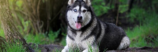 Trawa, Język, Siberian Husky