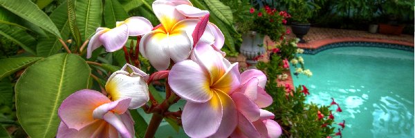 Basen, Ogród, Plumeria