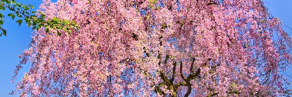 Drzewo, Kwitnące, Wiosna