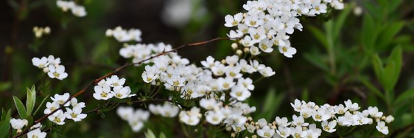 Tawuła japońska, Kwiaty, Białe
